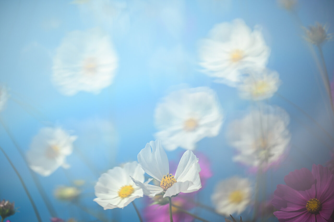 古屋呂敏（ロビン）がNikon Zfで撮影した写真 作例