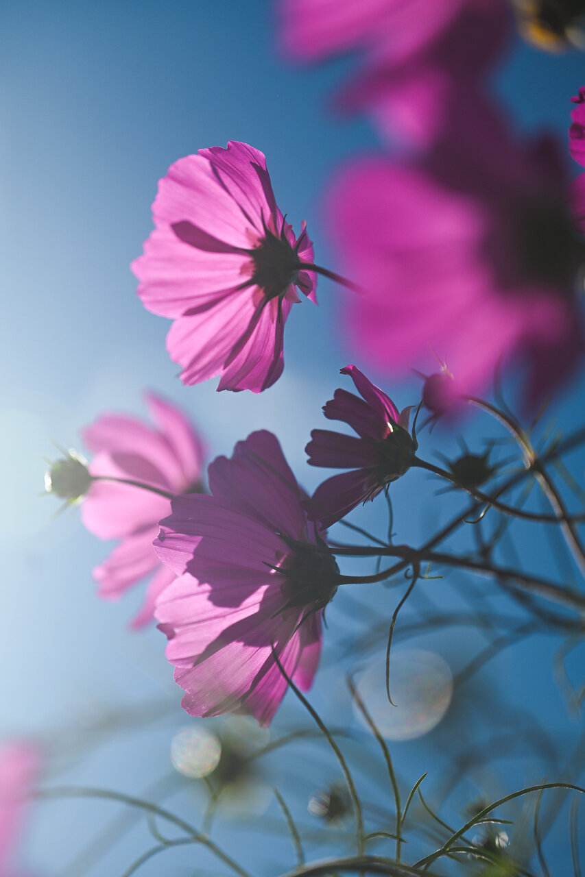 古屋呂敏（ロビン）がNikon Zfで撮影した写真 作例