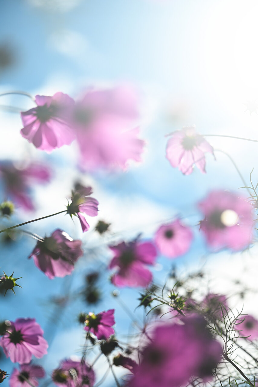 古屋呂敏（ロビン）がNikon Zfで撮影した写真 作例