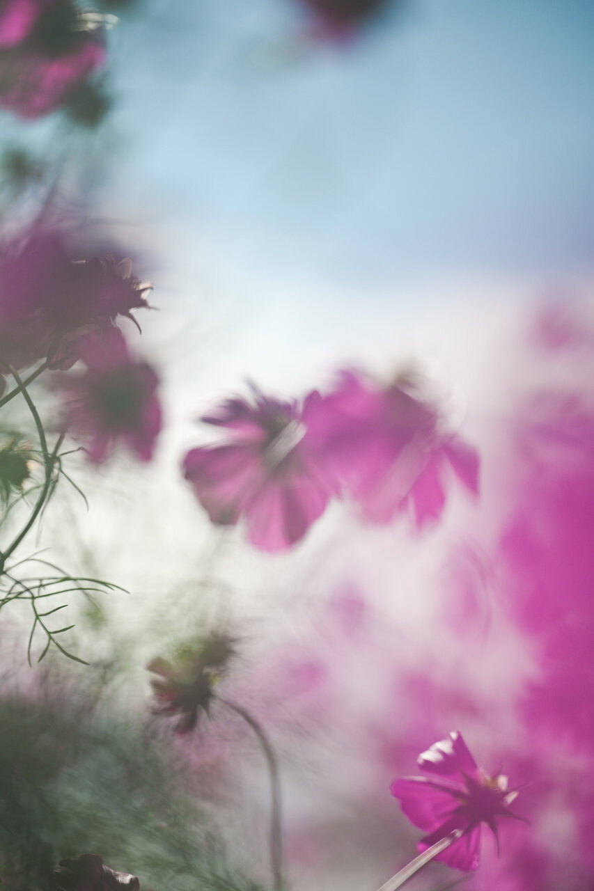 古屋呂敏（ロビン）がNikon Zfで撮影した写真 作例