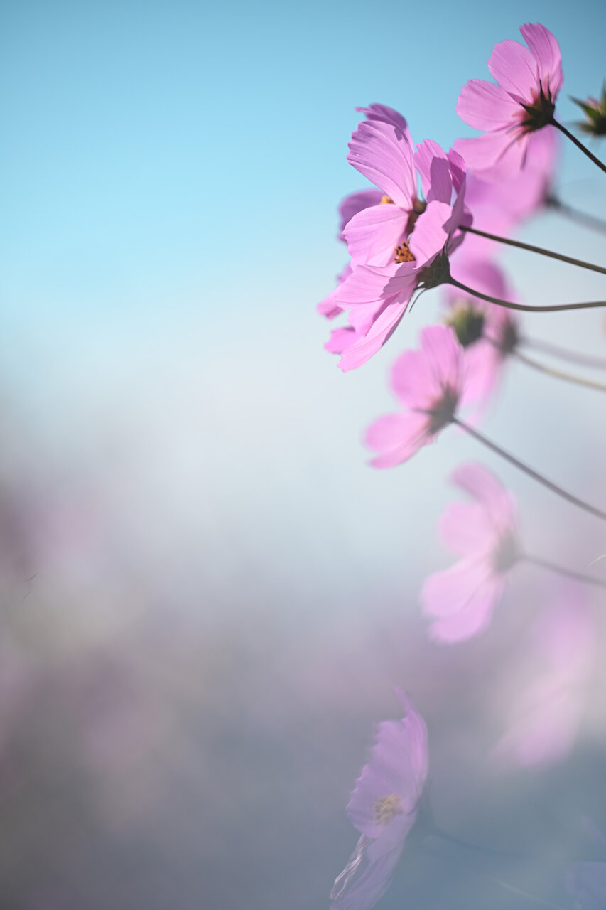 古屋呂敏（ロビン）がNikon Zfで撮影した写真 作例