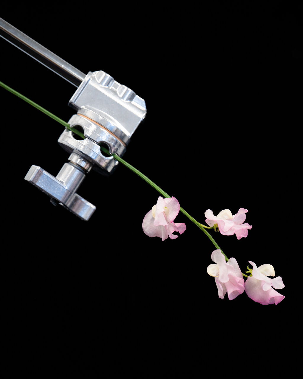 古屋呂敏（ロビン）がNikon Zfで撮影した写真 作例