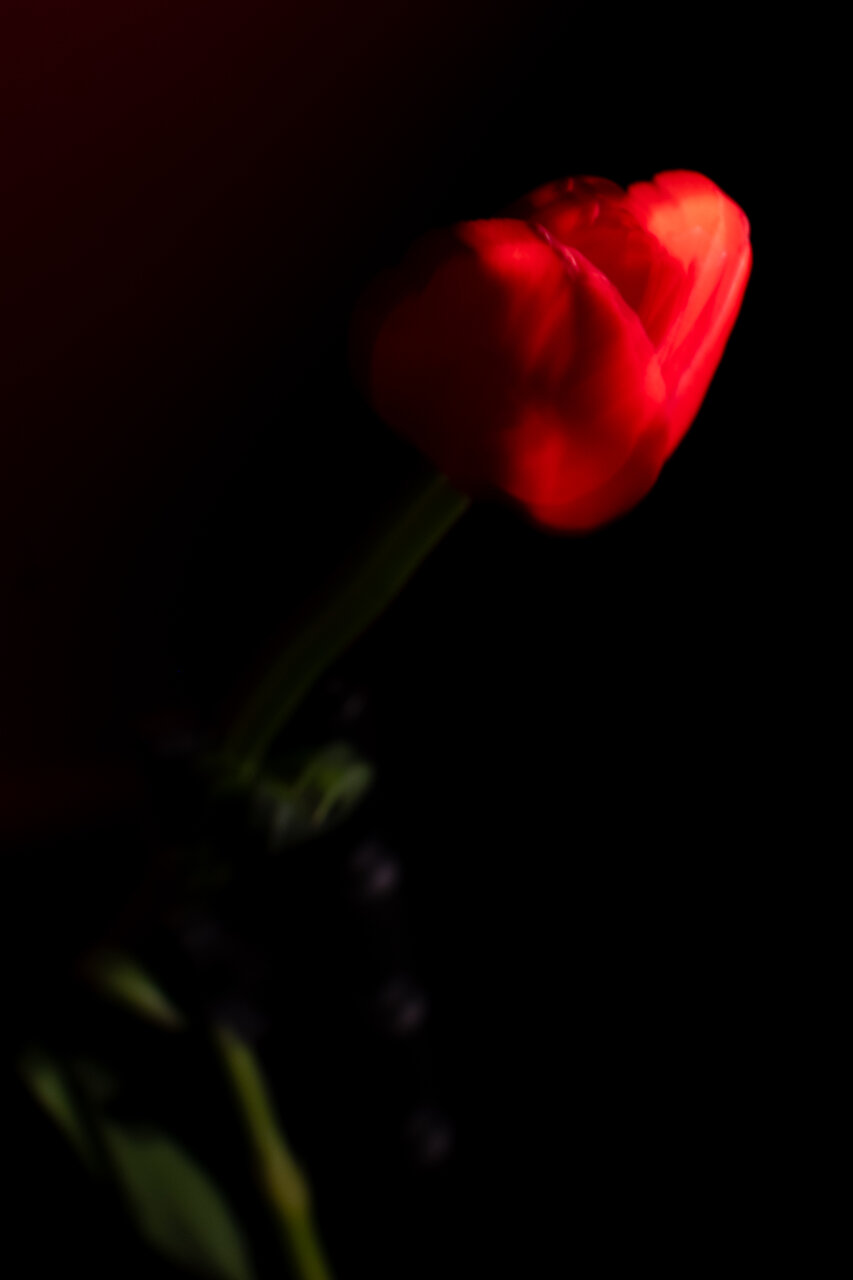 古屋呂敏（ロビン）がNikon Zfで撮影した写真 作例