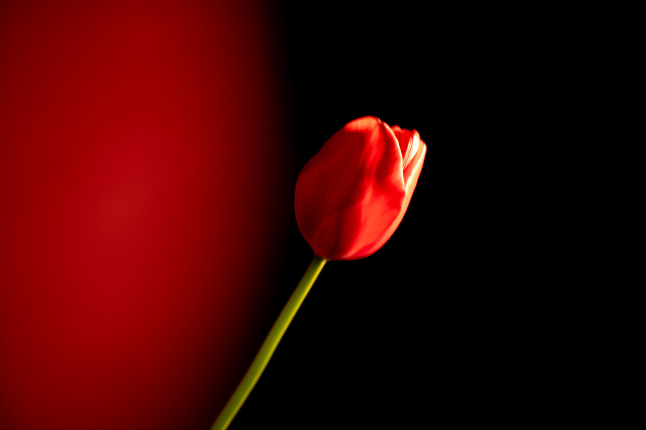 古屋呂敏（ロビン）がNikon Zfで撮影した写真 作例