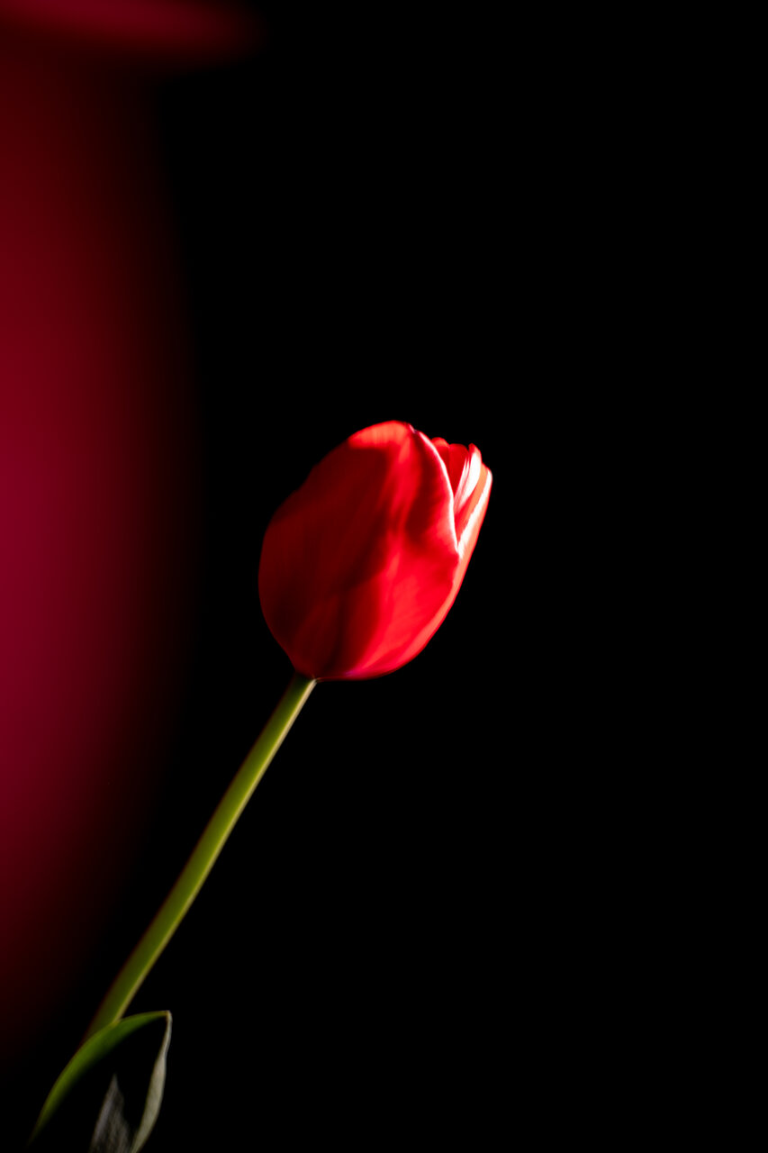 古屋呂敏（ロビン）がNikon Zfで撮影した写真 作例