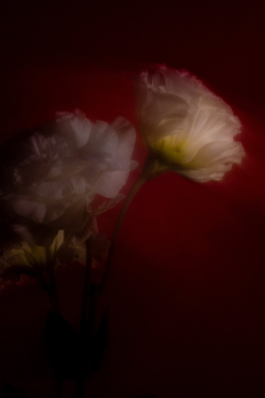 古屋呂敏（ロビン）がNikon Zfで撮影した写真 作例