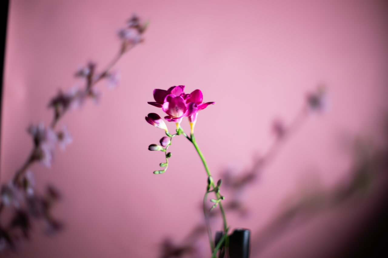 古屋呂敏（ロビン）がNikon Zfで撮影した写真 作例