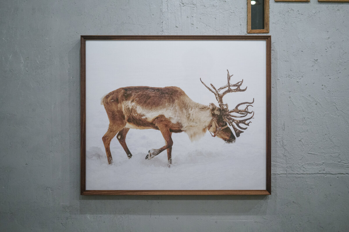 「レインディア」