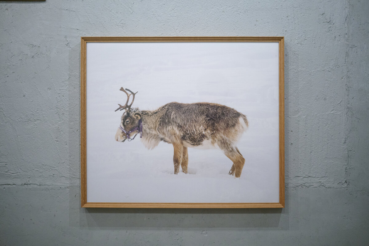 「レインディア」