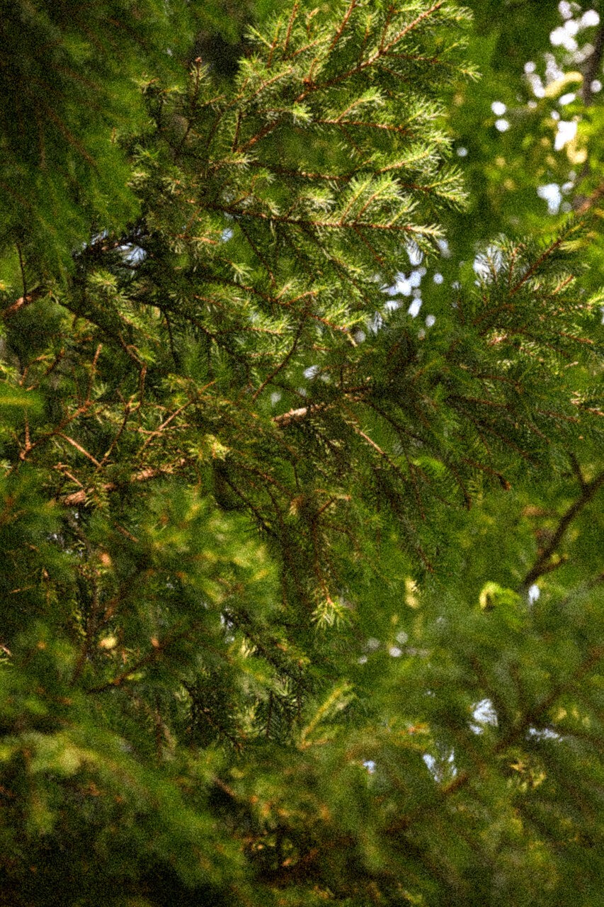 古屋呂敏（ロビン）がNikon Z8で撮影した写真 作例
