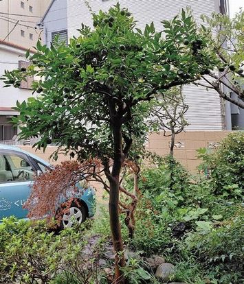 鈴なりに実をつけた柚子の木。参加者が手入れをしてくれている