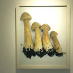 REPORT|ホンマタカシ新作写真展「その森の子供 mushrooms from the forest 2011」