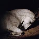 ART|オランダ人写真家シャルロット・デュマ個展『ANIMA』