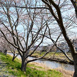 連載|気仙沼便り|3月「桜を待ち、次の再会を心に別れを告げる」
