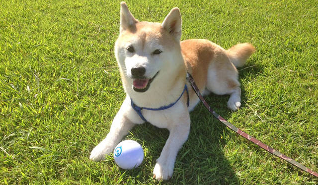sphero for dogs