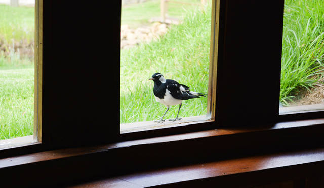 44 <br />
ブドウを食べる天敵の野鳥だが、やはりかわいい