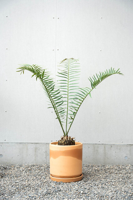 【なお】植木鉢＆受け皿_まとめ買い Amazon.co.jp: 植木鉢台 植木鉢用受け皿 植木鉢トレー 鉢受