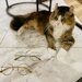 いつでも猫と一緒♪猫モチーフのメガネ「ねころりんシリーズ」の新作の魅力をご紹介！ - Aigan STYLE（メガネ・めがね）