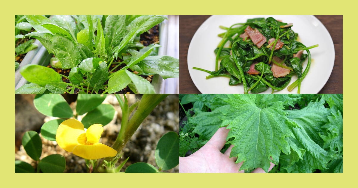 気楽に始めるズボラな家庭菜園で、育てて楽しい野菜10選 ｜メルカリ