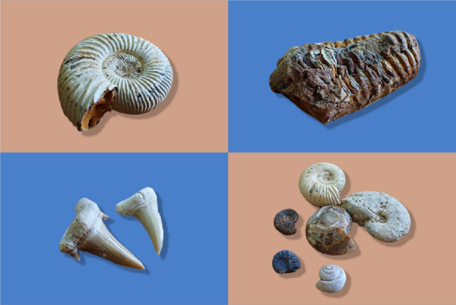 手軽に買える骨董品！化石を集めるならまずは「アンモナイト」から