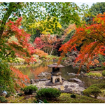 【東京都】旧古河庭園　彩鮮やかな秋の庭園　紅葉とバラ、和と洋の秋