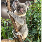 【東京都】多摩動物公園情報　コアラの「ソラ」が来園します
