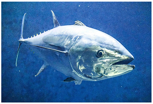 クロマグロの写真