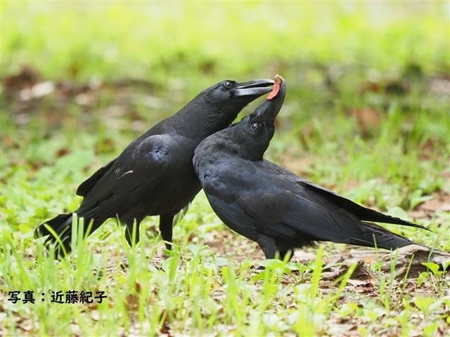 ヒナ
