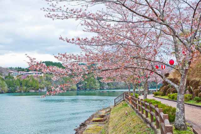 いにしえの桜　岐阜県瑞穂市 一度は行きたい！岐阜のお花見名所8選！飛騨・中濃・東濃・西濃エリア