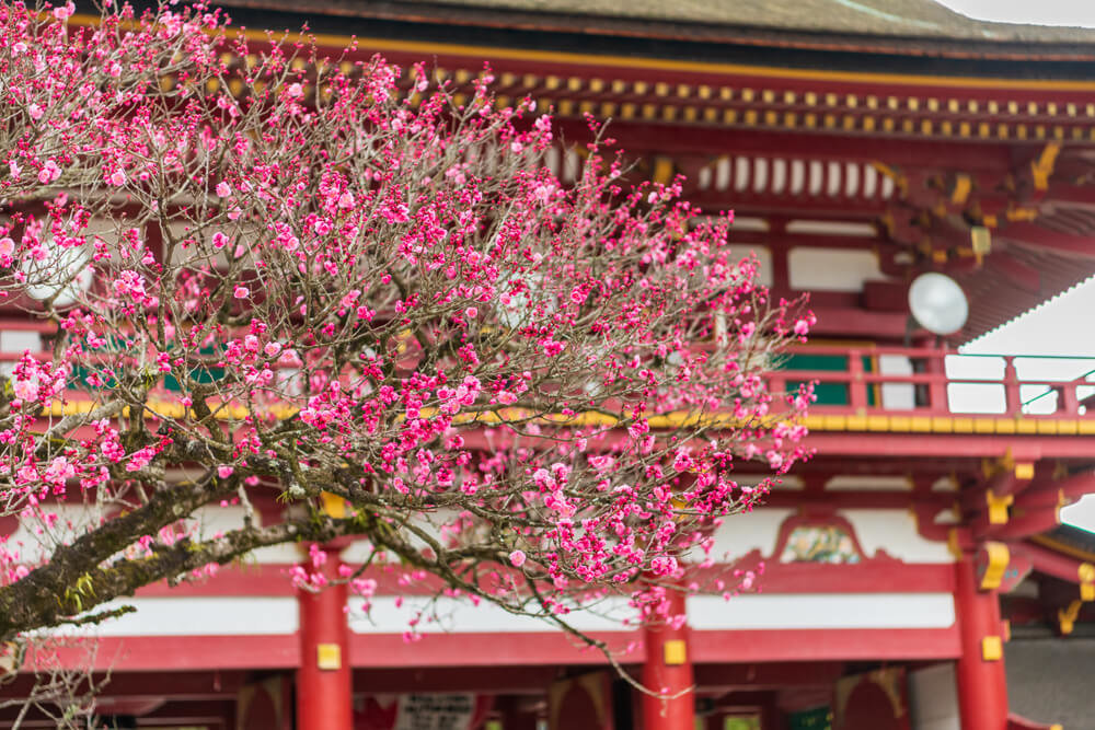 太宰府天満宮 桜