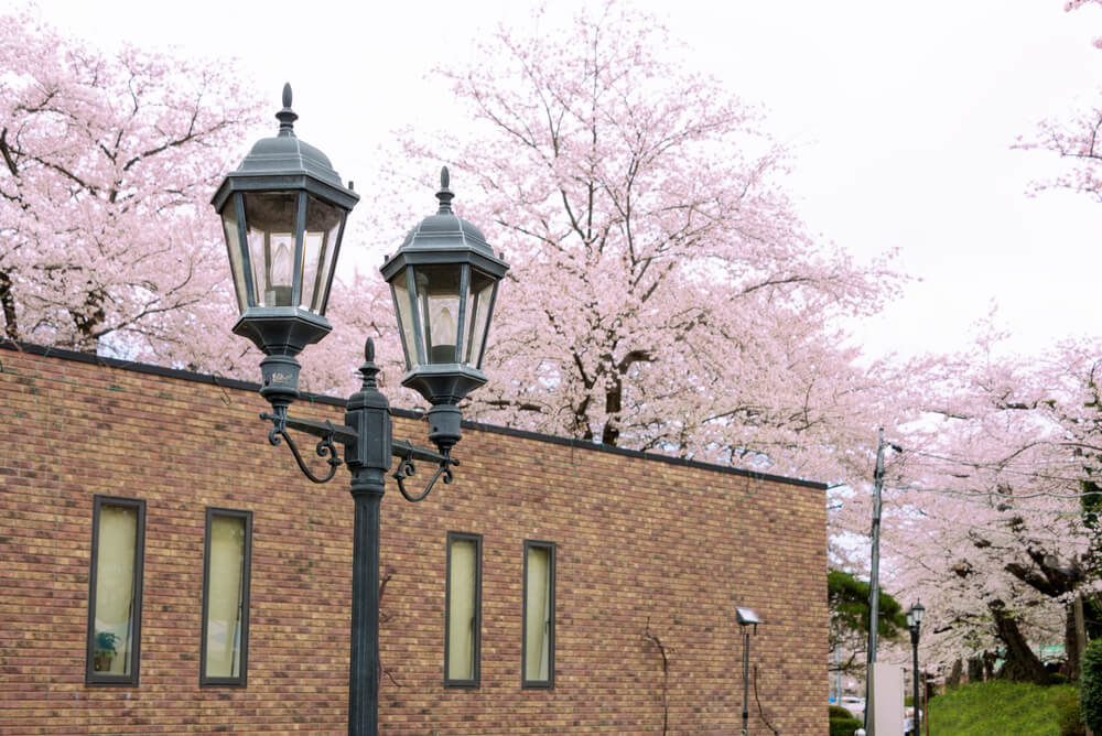 桜に包まれる牛久シャトー