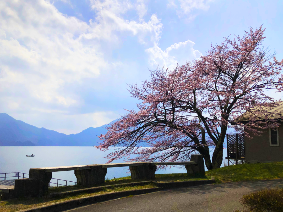 中禅寺湖と桜の景観