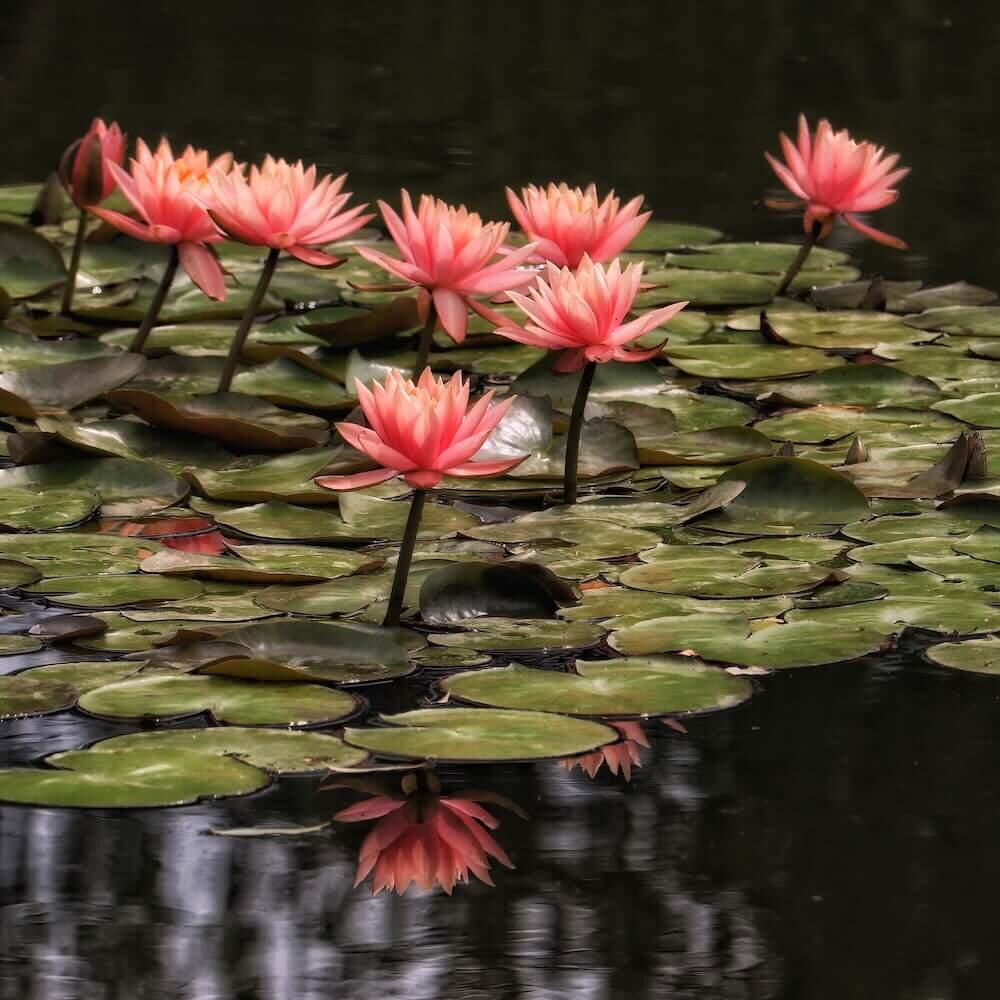 湖に浮かぶスイレンの花