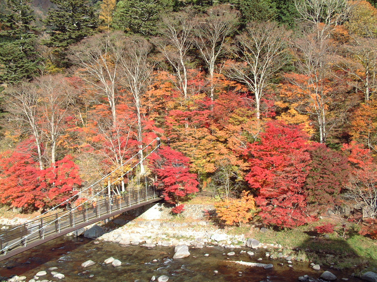 紅葉している紅の吊橋
