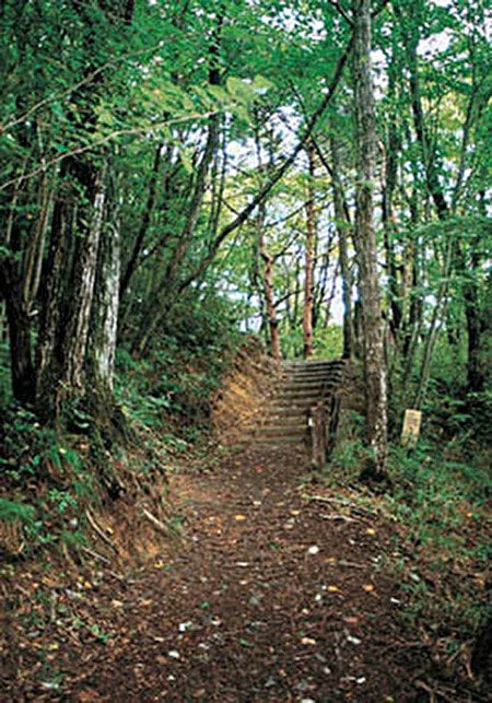 台原森林公園の緑豊かな園路