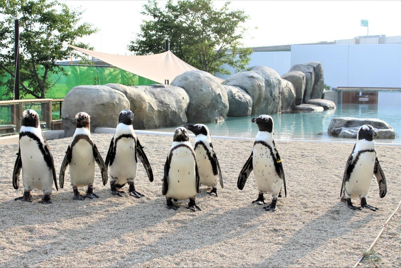 仙台うみの杜水族館のペンギン達