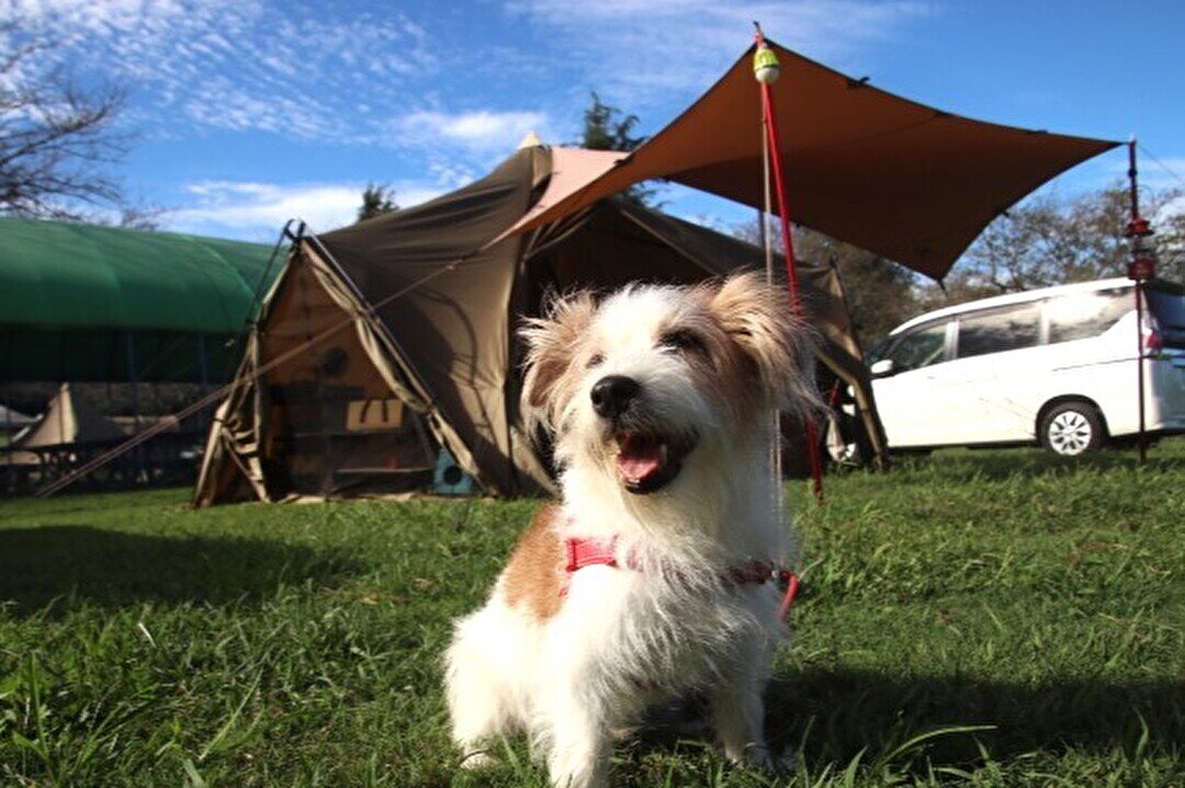 成田ゆめ牧場のキャンプサイトでくつろぐ犬
