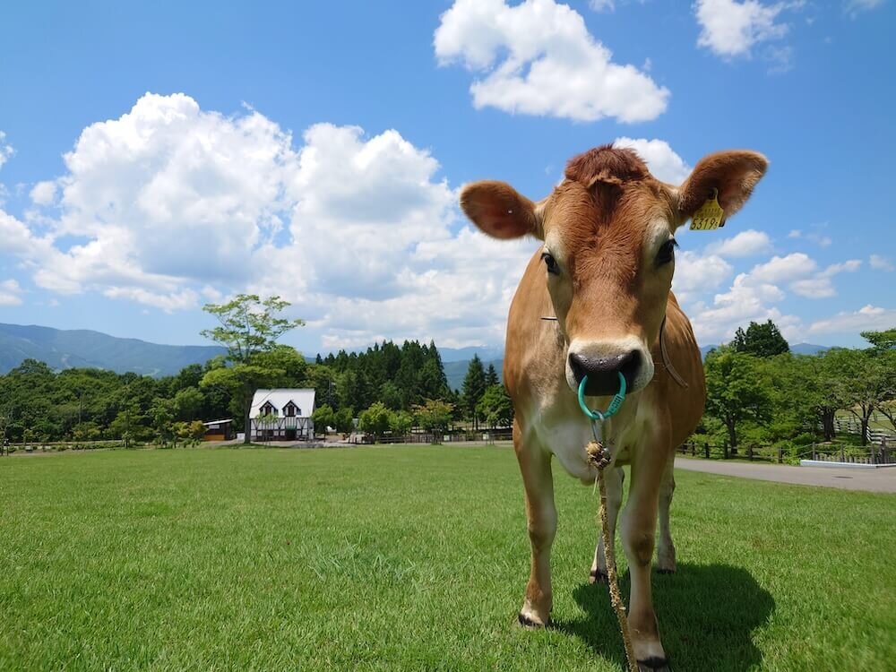 ひるがの高原 牧歌の里にいるジャージー牛