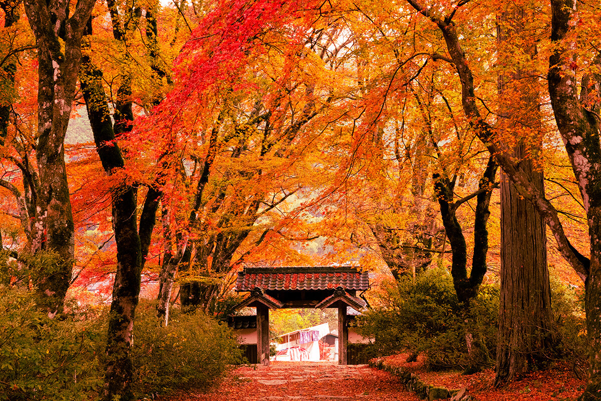 紅葉のトンネルがが広がる参道