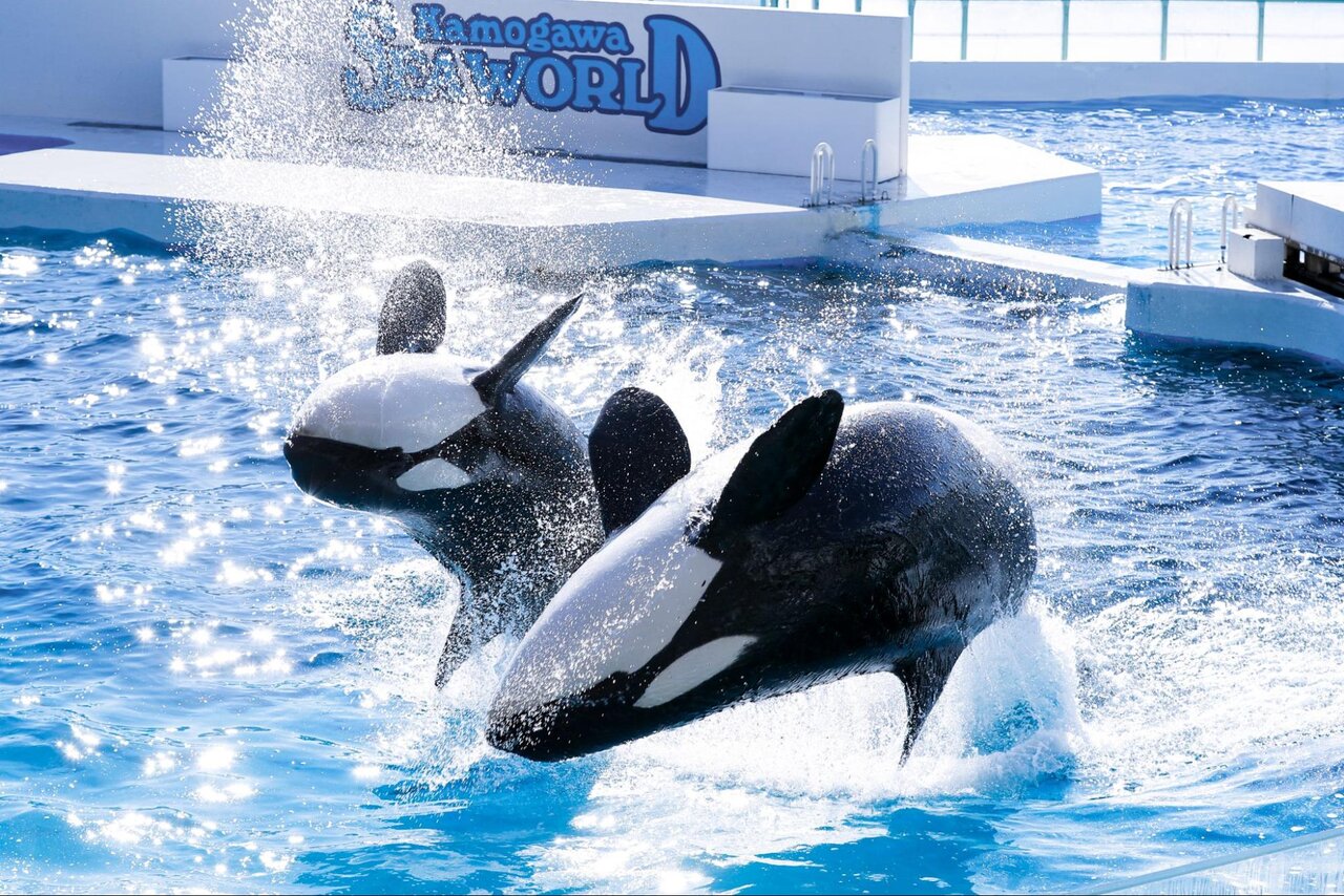 鴨川シーワールドのシャチの迫力あるパフォーマンス