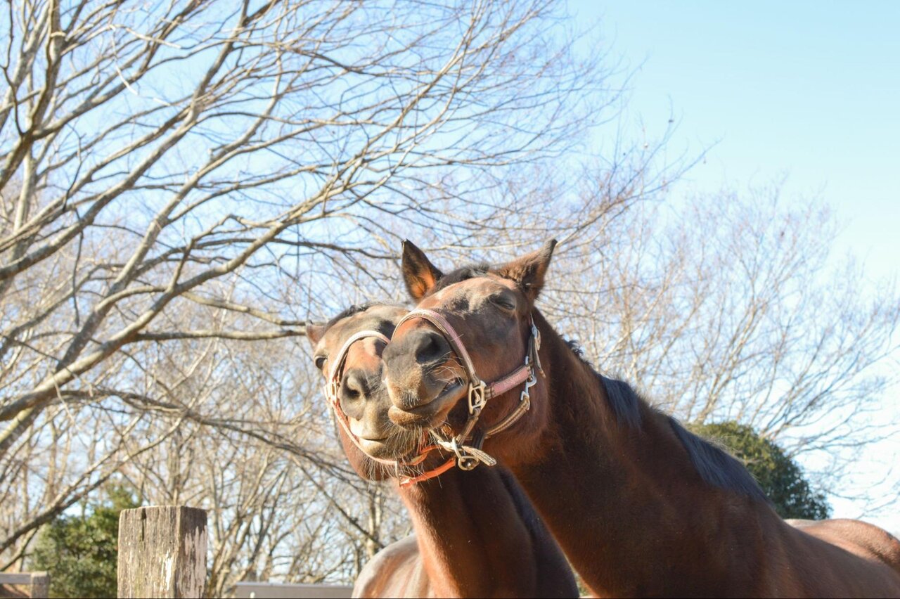 成田ゆめ牧場で暮らすウマ