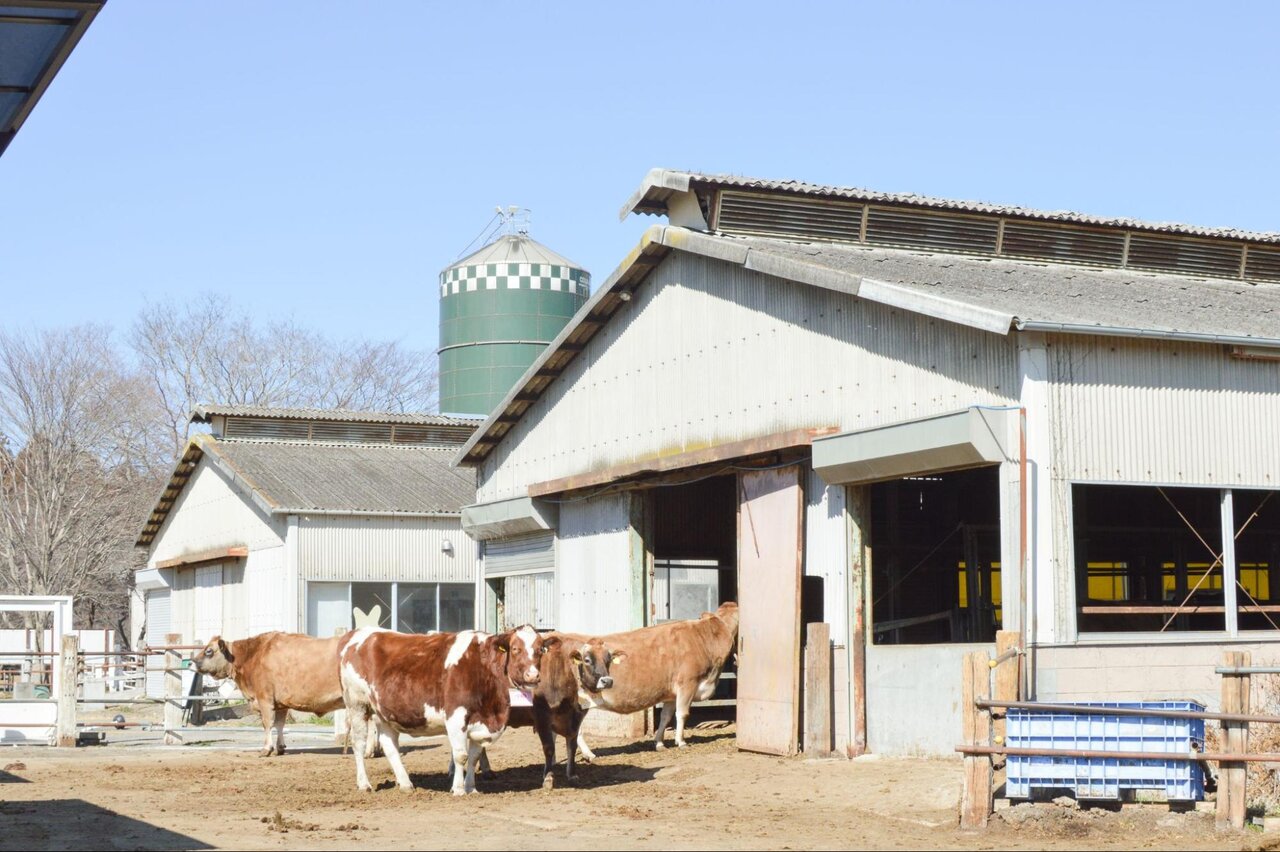 成田ゆめ牧場の牛舎とウシ達