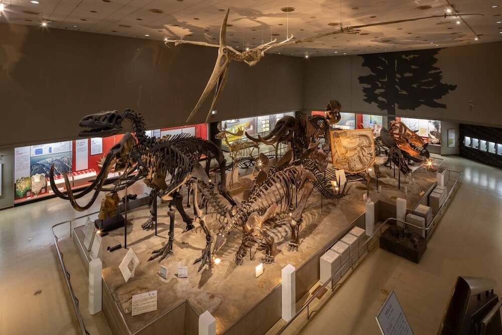 大阪市立自然史博物館で展示されている模型