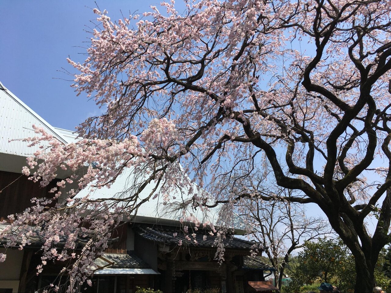 宝珠寺の美しい桜
