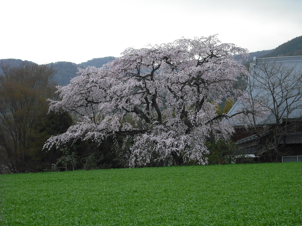 宝珠寺の桜と山里がつくる風景