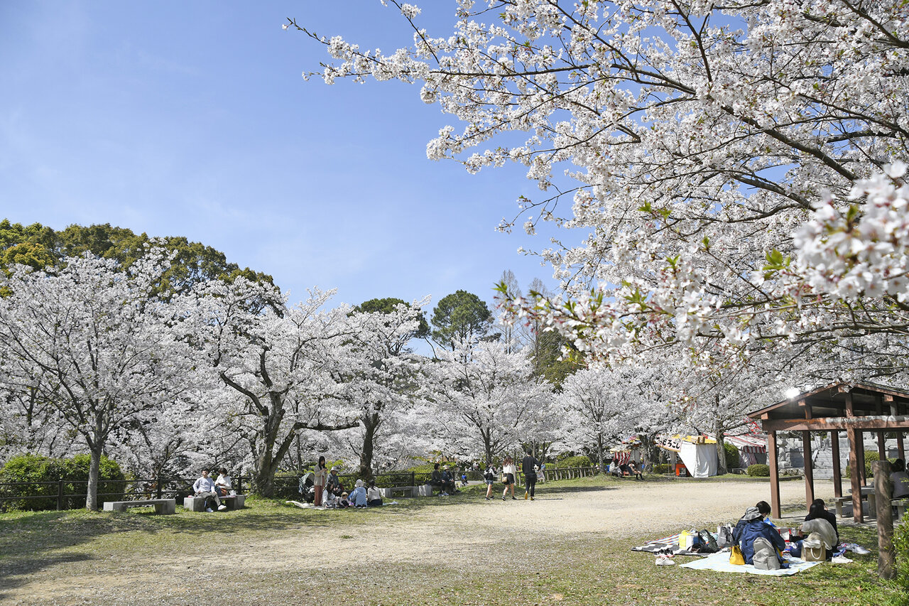 田代公園でのんびりお花見を楽しむ家族達