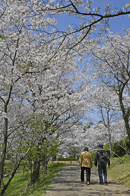 田代公園で桜を見ながら散策を楽しむ人々