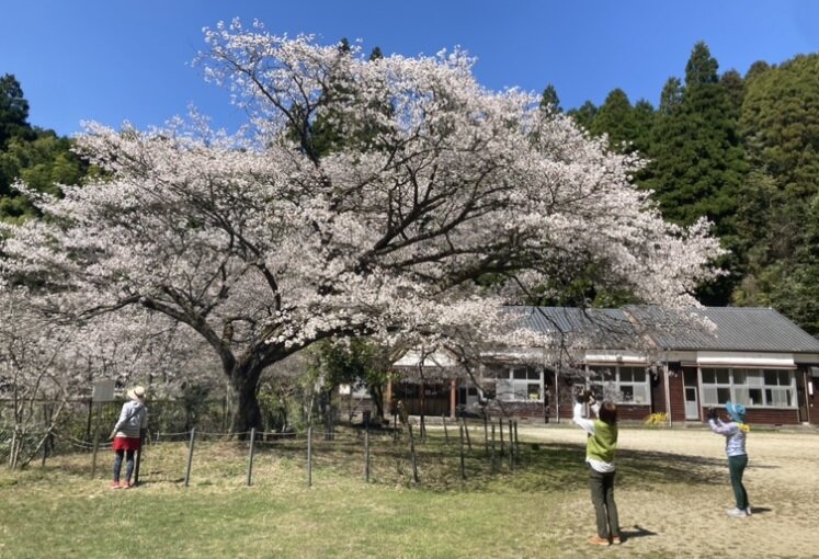 久保山の一本桜と青空