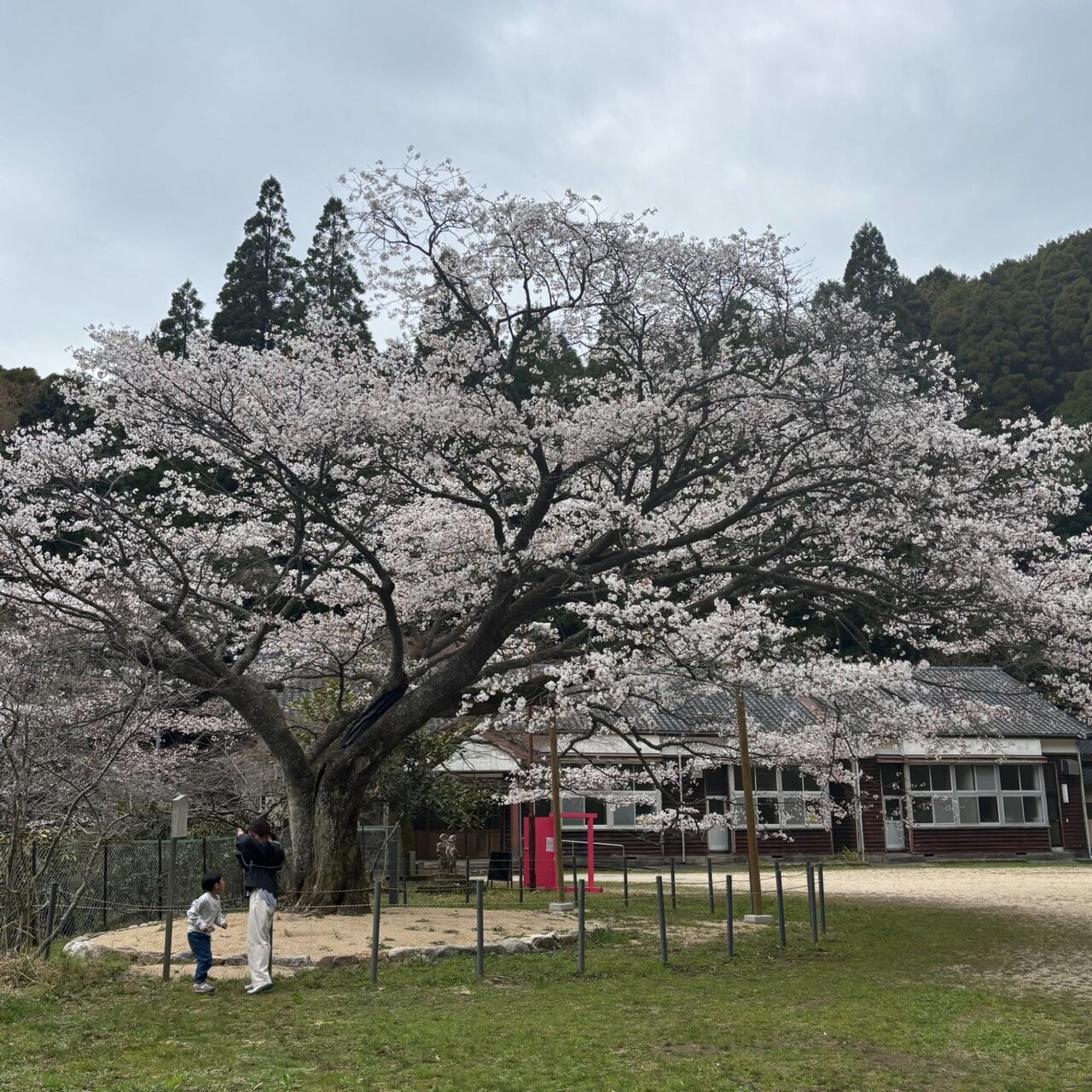 久保山の一本桜の迫力ある美しさ