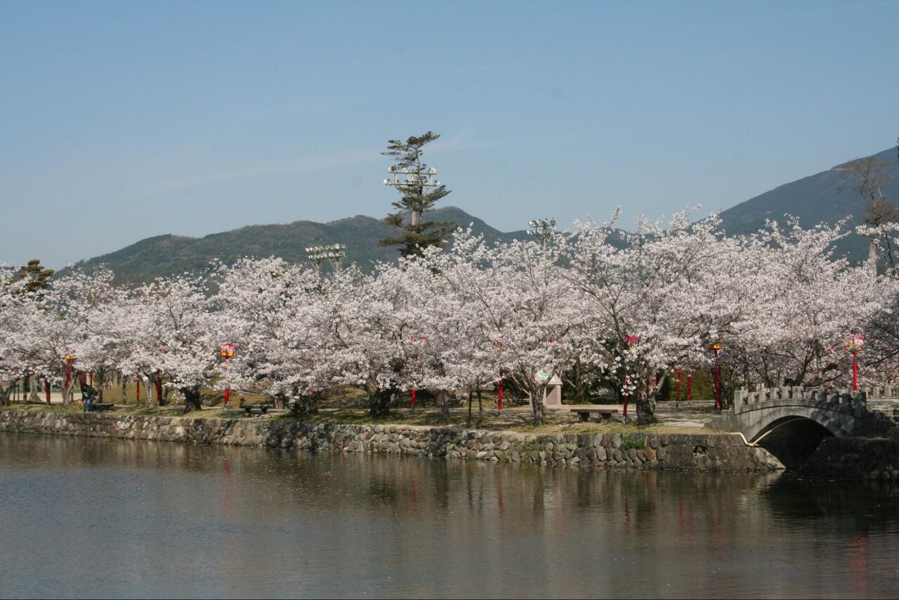 小城公園の満開の桜